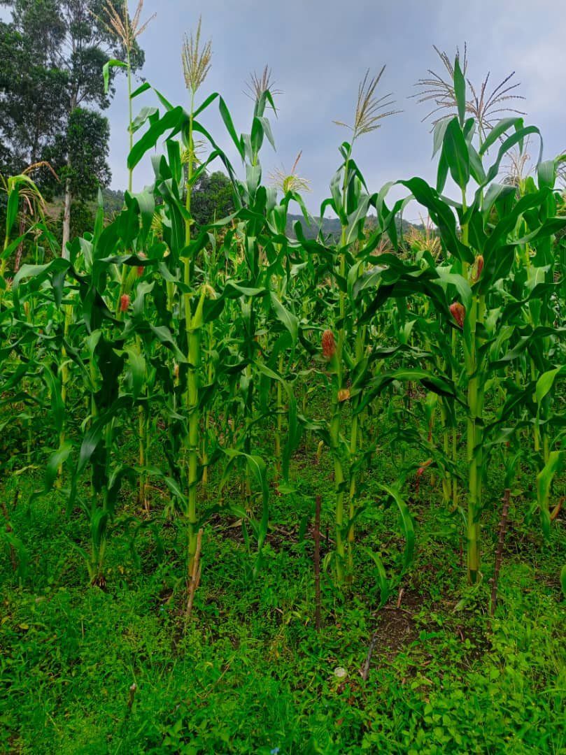 Autonomisation par le Microcrédit (AVEC)